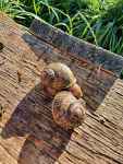 L'escargot en herbe