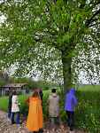 Ronde des arbres : à la rencontre du tilleul