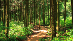 Samedi en forêt
