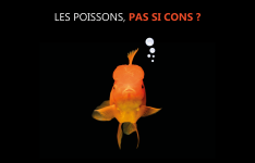 Projection documentaire - Les poissons, pas si cons !