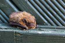 Découverte : Secrets de chauve-souris
