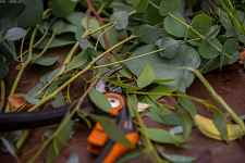 Atelier pratique : apprendre à faire des boutures