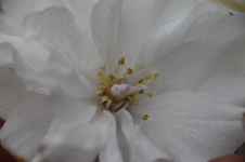 Prunus serrulata "Fugenzô"
