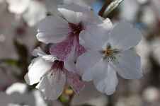Prunus x "The Bride"