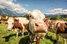 Ferme " Les Montagnards" - Exploitation agricole
