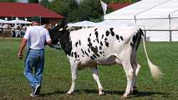 Foire agricole de rumilly