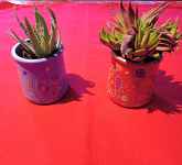 Atelier créatif : Décoration de pots en terre pour accueillir un petit cactus