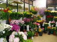 Jacques Fleurs