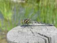 Plongée dans un écosystème exceptionnel