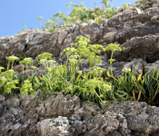 Randonnées plantes de montagnes
