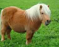 Baptême poney - promenade