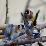 Secrets d'oiseaux