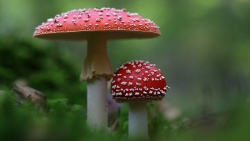 Exposition de champignons
