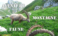 Rando faune