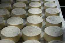 Atelier du lait au fromage