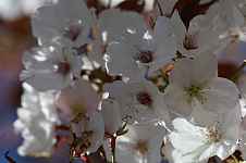 Prunus serrulata "Matsumae fûki"