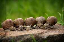 Visite de l'escargotière d'Arno