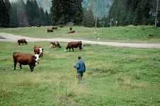 C'est l'heure de la traite à la ferme du Féto !
