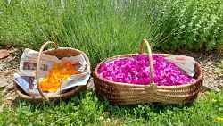 Atelier d'herboristerie