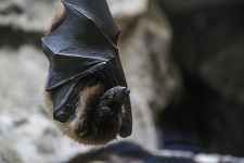 La Fête des Possibles : 30ème Nuit Internationale de la Chauve-souris : un moment dans l’intimité de nos espèces haut-savoyardes