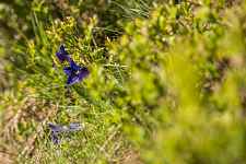 Animation Nature « zones humides »