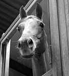 Les Ecuries du Manoir