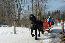 Promenade en traineau
