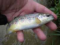 Cours particulier pêche