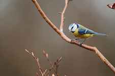 Stage d'ornithologie