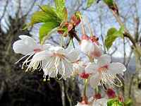 Prunus litigiosa "Hillier"