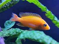 Folie(s) Végétales 2026 - Stand découverte de l'aquaponie