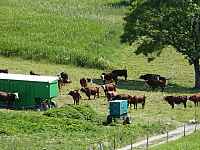 GAEC Le Val Mont-Blanc - Traite des vaches