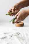Randonnée Plantes Comestibles - Carole Gauthier