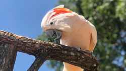 Academy des Perroquets