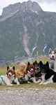 Atelier 3 à 6 ans avec nos chiens de traîneaux