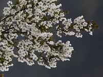 Prunus x "Snow Goose"