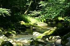 Parcours pêche, Le Brevon à Bellevaux