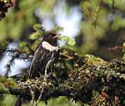 Biodiversité en Vallée Verte