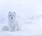 Festival Images et neige