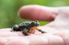 A la recherche des amphibiens