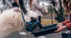 Les lamas de Salagine