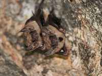 Nuit safari - spéciale chauve-souris