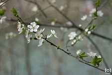 Prunus x "Catherine"