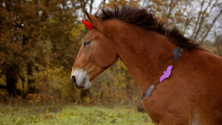 Balade à poney