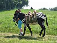 Rando âne sur le Salève