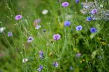 Activité : Herbes folles - crée ton herbier