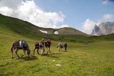 Balade encadrée avec les ânes de Jean-Luc