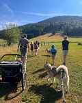 Activités chiens nordiques sur le plateau des Moises