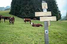 Visite de la ferme du Féto en alpage