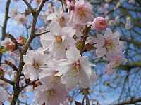 Prunus incisa "Mikinori"